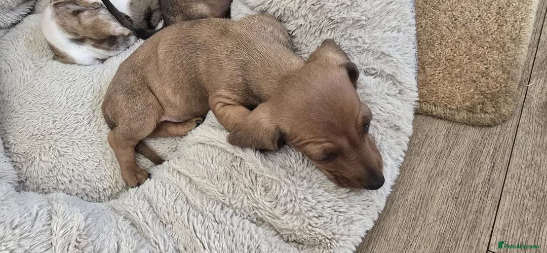 Dachshund dogs for sale: Beautiful Miniature dachshund puppies  - Image 9