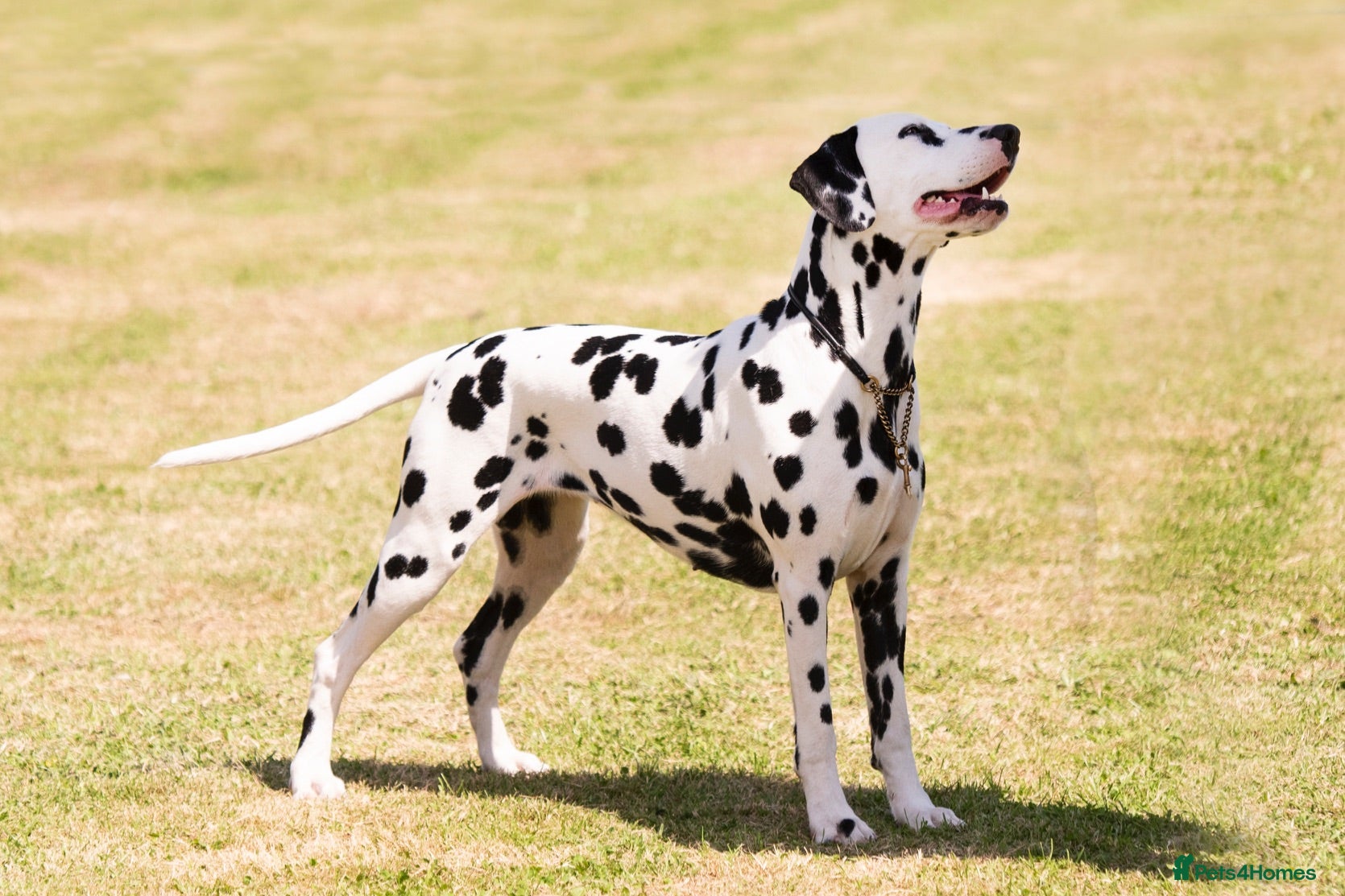Dalmatian dogs Mr black - gorgeous black boy …..  - Advert 2