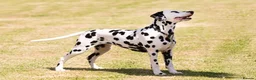 Dalmatian dogs for sale: Mr black - gorgeous black boy …..  - Advert 1