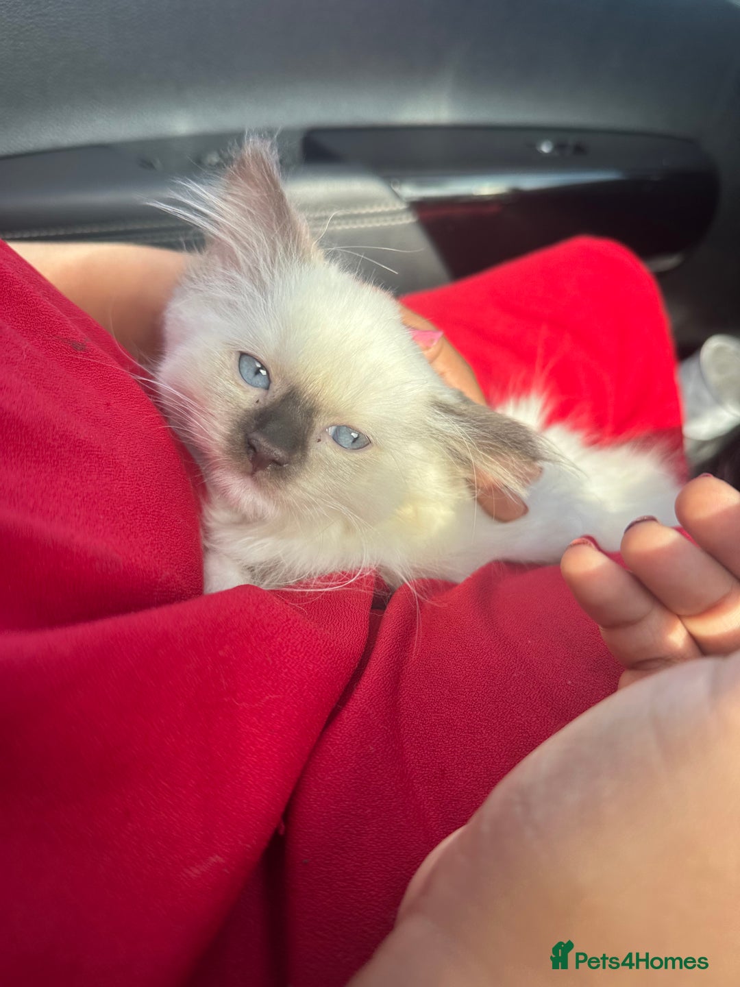 Ragdoll cats for sale: 1 beautiful blue eyed fluffy ragdoll left  - Image 1