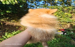 Pomeranian dogs for sale: ONLY 1 PUPPY LEFT NOW! - Image 38