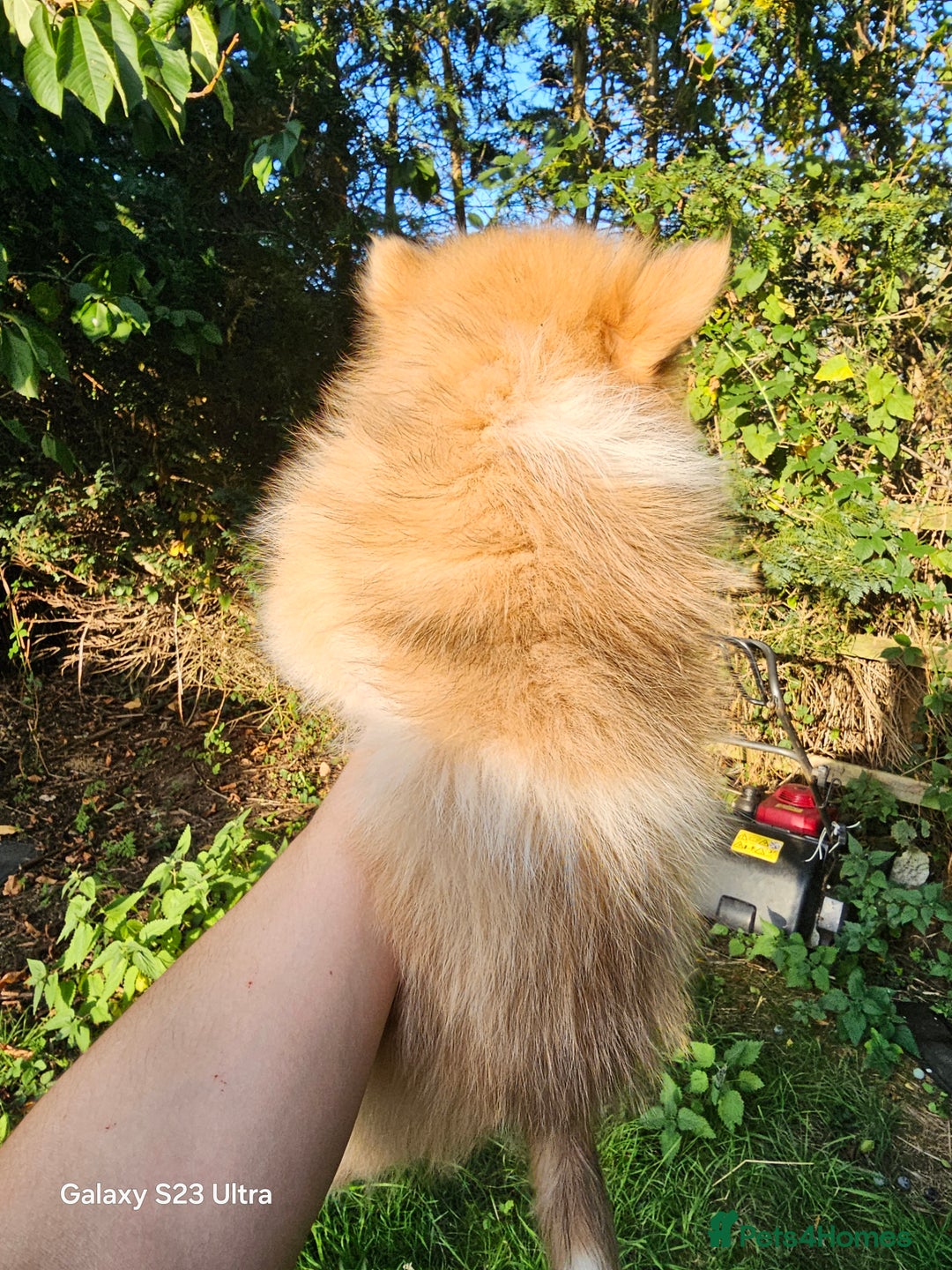 Pomeranian dogs for sale: ONLY 1 PUPPY LEFT NOW! - Image 38