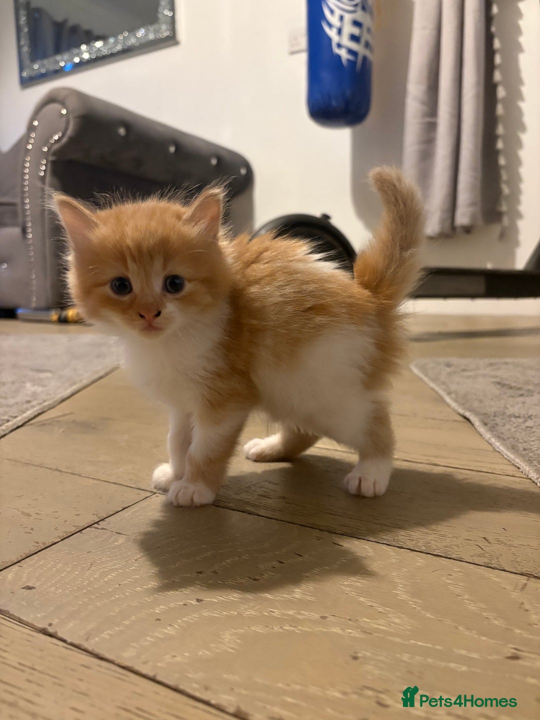 Mixed Breed cats for sale: 5 beautiful fluffy kittens  - Image 2