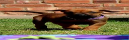 Rhodesian Ridgeback dogs for sale: !!KC CHAMPION AFRICAN RHODESIAN RIDGEBACK!! in Doncaster - Advert 5