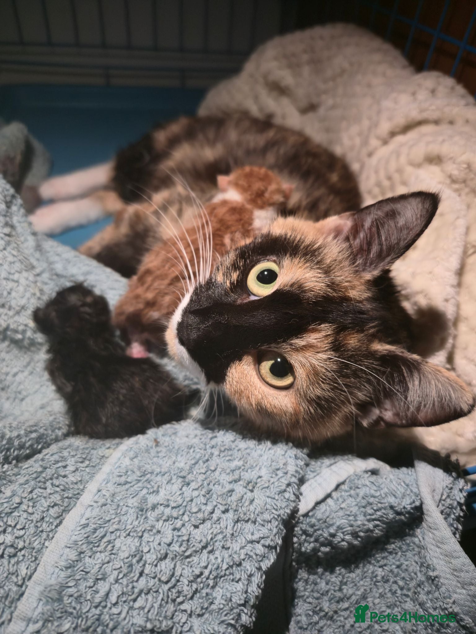 Mixed Breed cats 5 beautiful mixed kittens - Advert 4