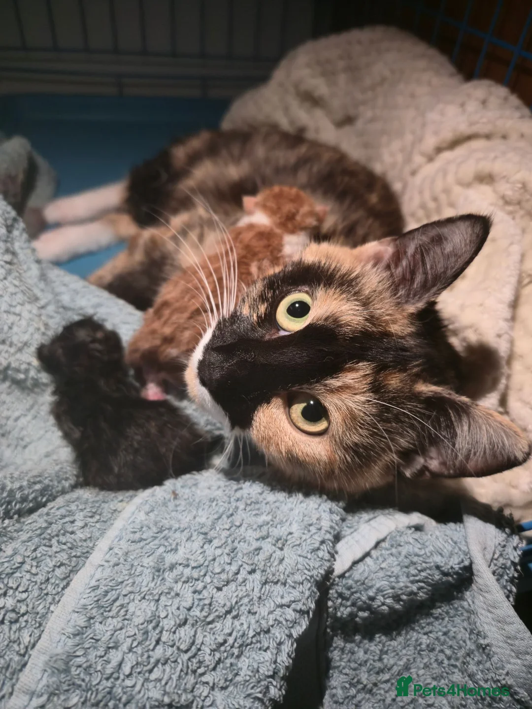 Mixed Breed cats for sale: 5 beautiful mixed kittens - Advert 1