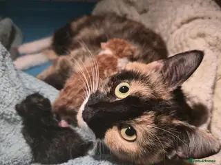 Mixed Breed cats 5 beautiful mixed kittens - Advert 4