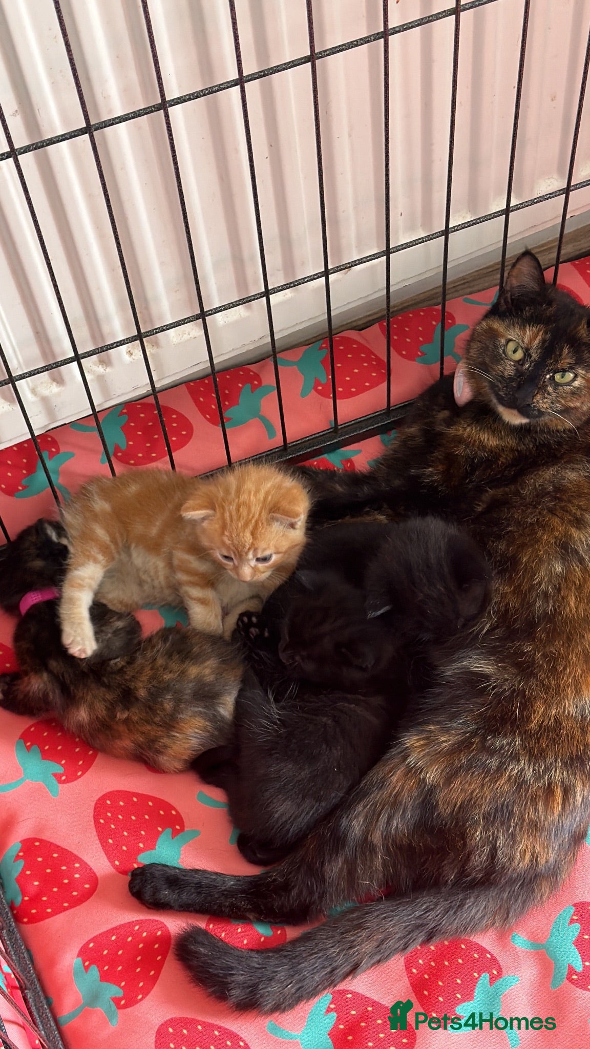 Mixed Breed cats Kittens 🐱  - Advert 4