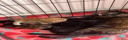 Mixed Breed cats for sale: Kittens 🐱  - Advert 1