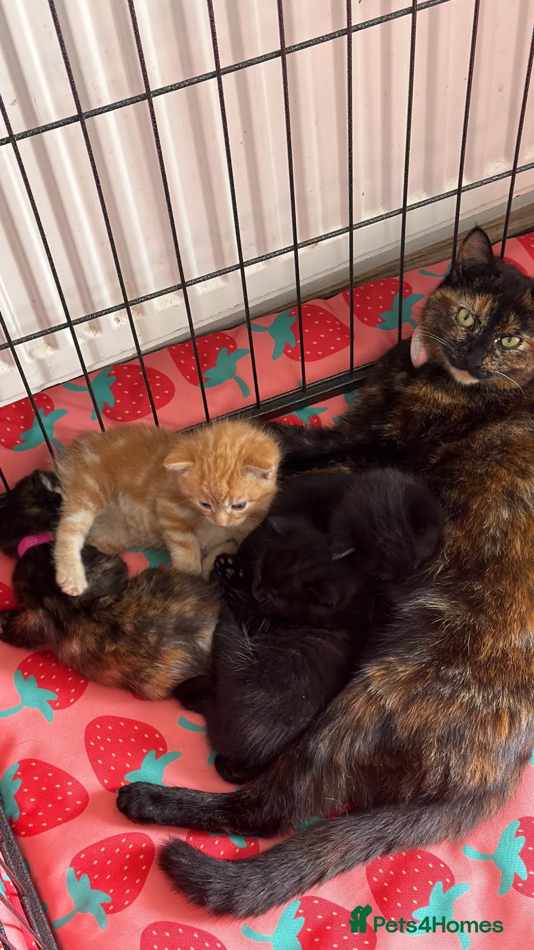 Mixed Breed cats for sale: Kittens 🐱  - Advert 1