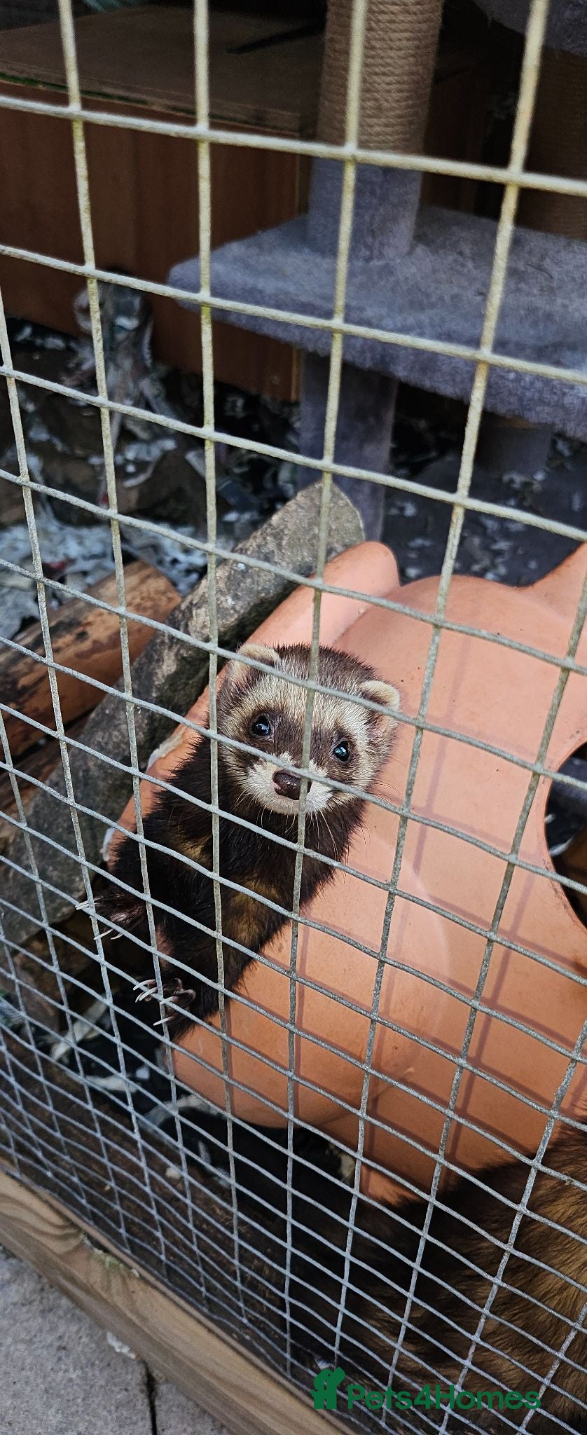 Ferret rodents Polecat jills - Advert 1