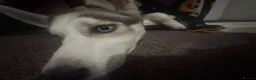 Siberian Husky dogs for sale: GOOSE 🪿 - Siberian Husky 5 Months in Coventry - Advert 3