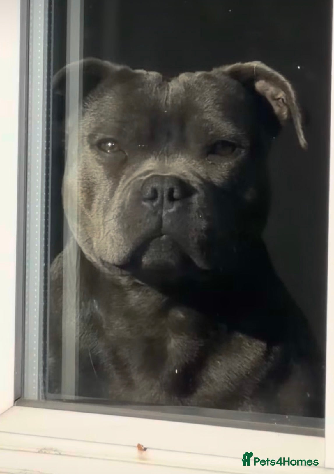 Majesfords Bruiser