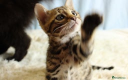 Bengal cats for sale: 🔥Absolute stunning little Talia ready to leave🔥 - Image 25