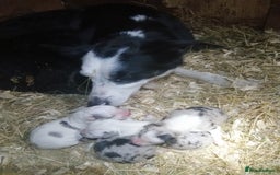 Bearded Collie dogs for sale: Beautiful blue merle collie pups! Workers or pets - Image 18
