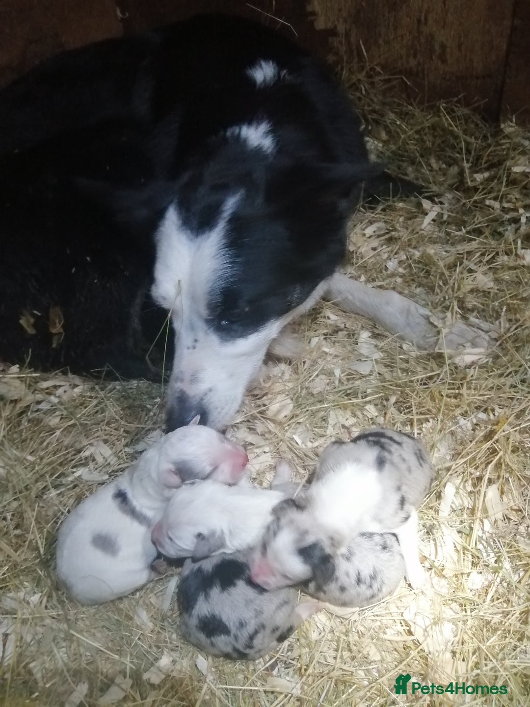 Bearded Collie dogs for sale: Beautiful blue merle collie pups! Workers or pets - Image 18