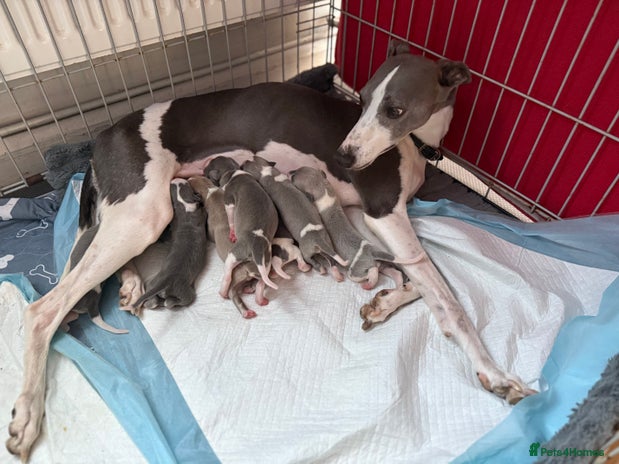 Whippet dogs - Advert 2