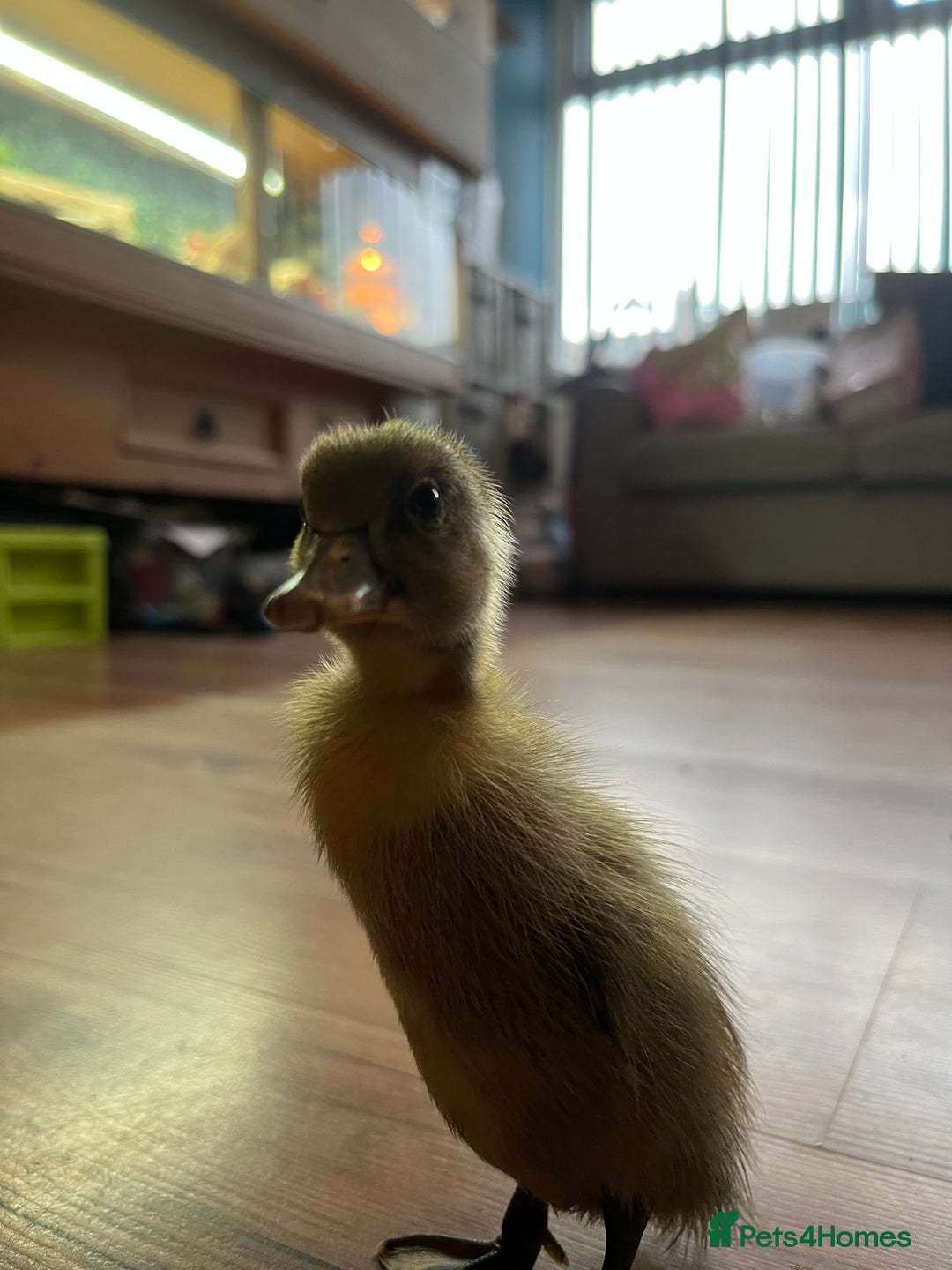 Ducks poultry for sale: Indian runner ducklings - Image 20