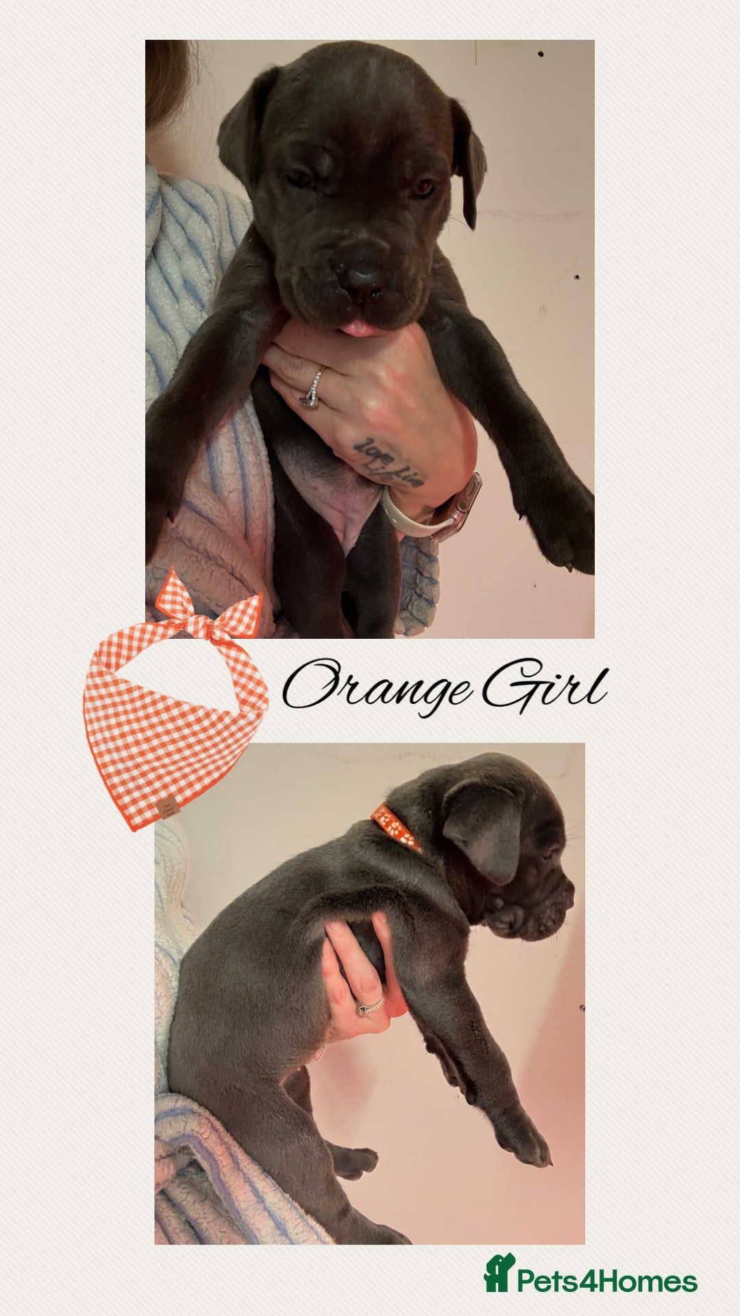 Cane Corso dogs for sale: 💎STUNNING Cane corso puppies 💎 - Image 10