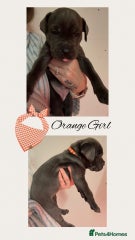 Cane Corso Puppy 8