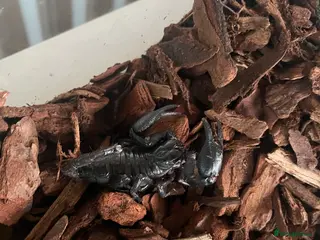 Scorpions invertebrates Vietnam forest scorpion in Oswestry - Advert 1