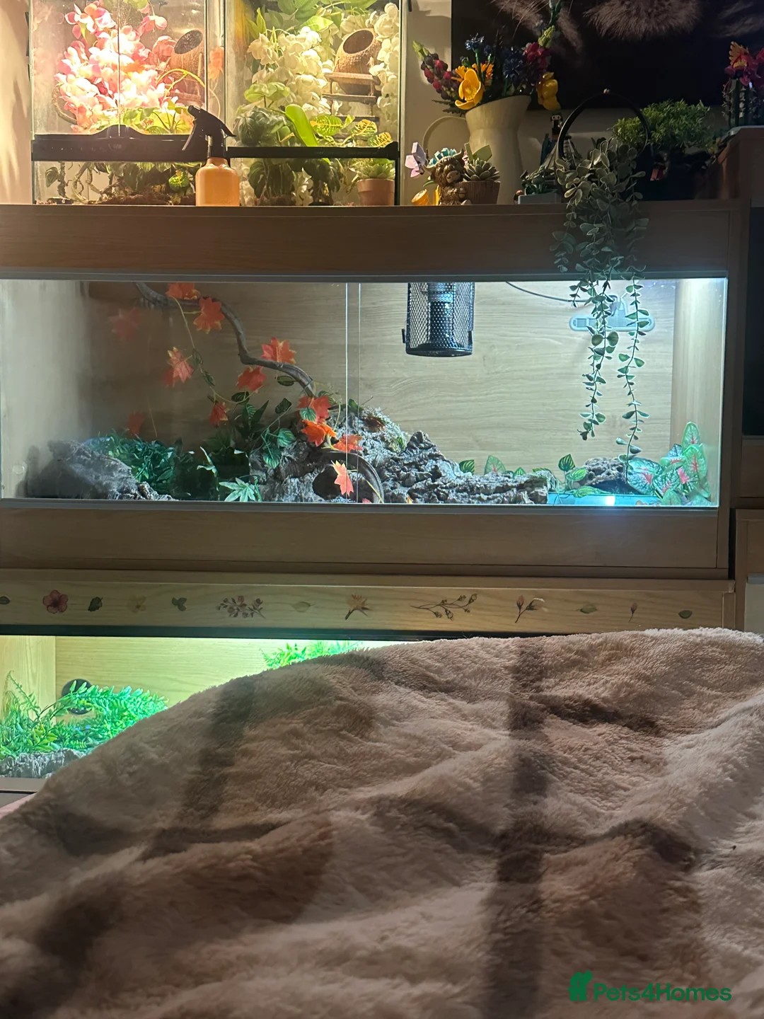 Python Snake reptiles for sale: Male ball python  - Advert 4