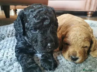 Cockapoo dogs Exceptional Home-Reared F2b Cockapoo Puppies 🐾 - Advert 2