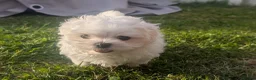 Maltese dogs for sale: TOY BOY MALTESE 💙💙 PRICE REDUCED! - Advert 2