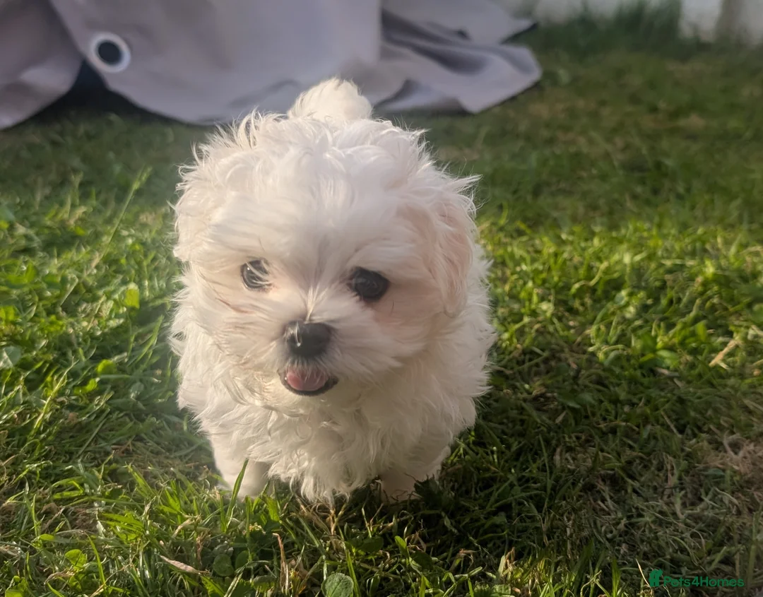 Maltese dogs for sale: TOY BOY MALTESE 💙💙 PRICE REDUCED! - Advert 2