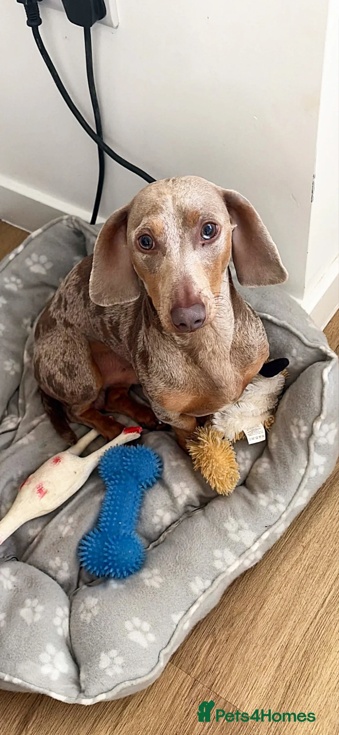 Dachshund dogs for stud: Dapple dachshund  in Hereford - Advert 2