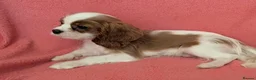 Cavalier King Charles Spaniel dogs for sale: Gorgeous Cavalier King Charles Spaniel puppies - Advert 6