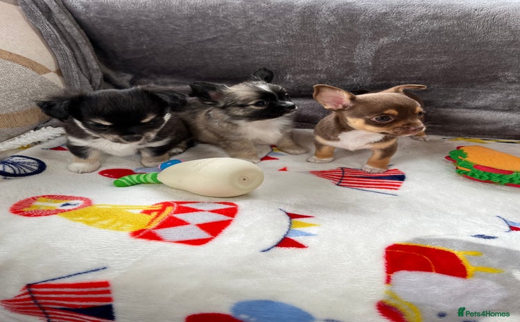 Chihuahua dogs - Advert 12