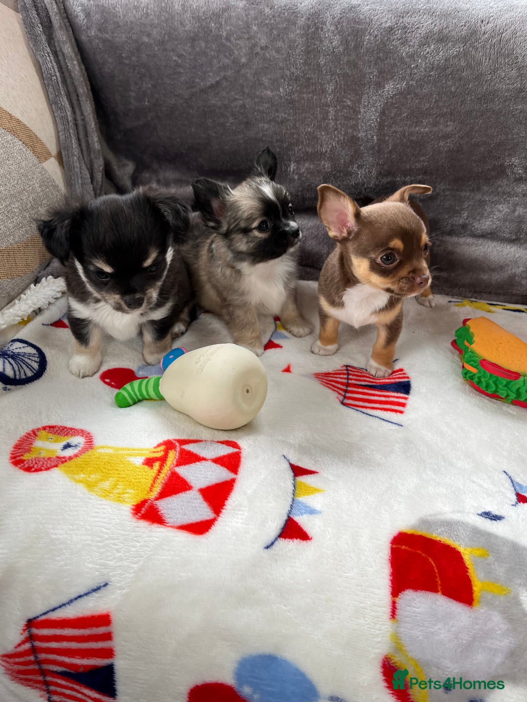 Chihuahua dogs for sale: 3 beautiful chihuahuas - Image 1