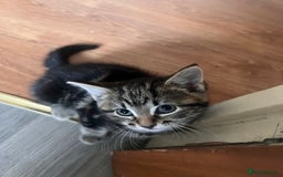 Mixed Breed cats for sale: Friendly and playful kitties  - Image 9