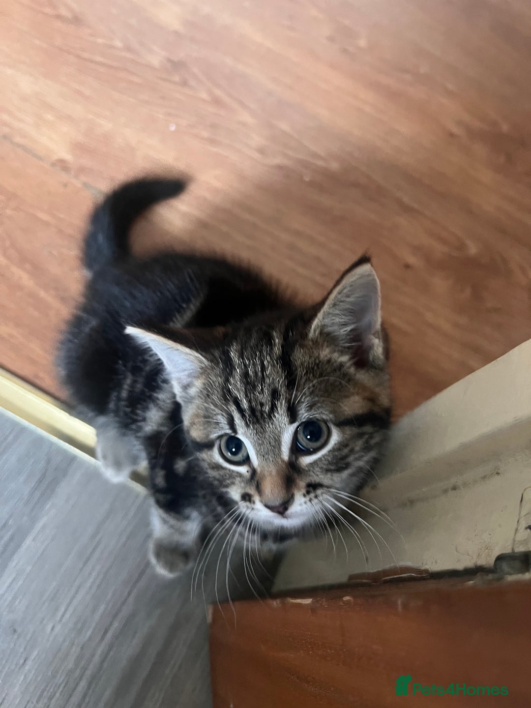 Mixed Breed cats for sale: Friendly and playful kitties  - Image 9