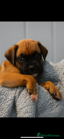 Boxer dogs - Advert 2