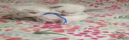 Ragdoll cats for sale: 💖 Beautiful Ragdoll kittens for Sale 💖 - Advert 29
