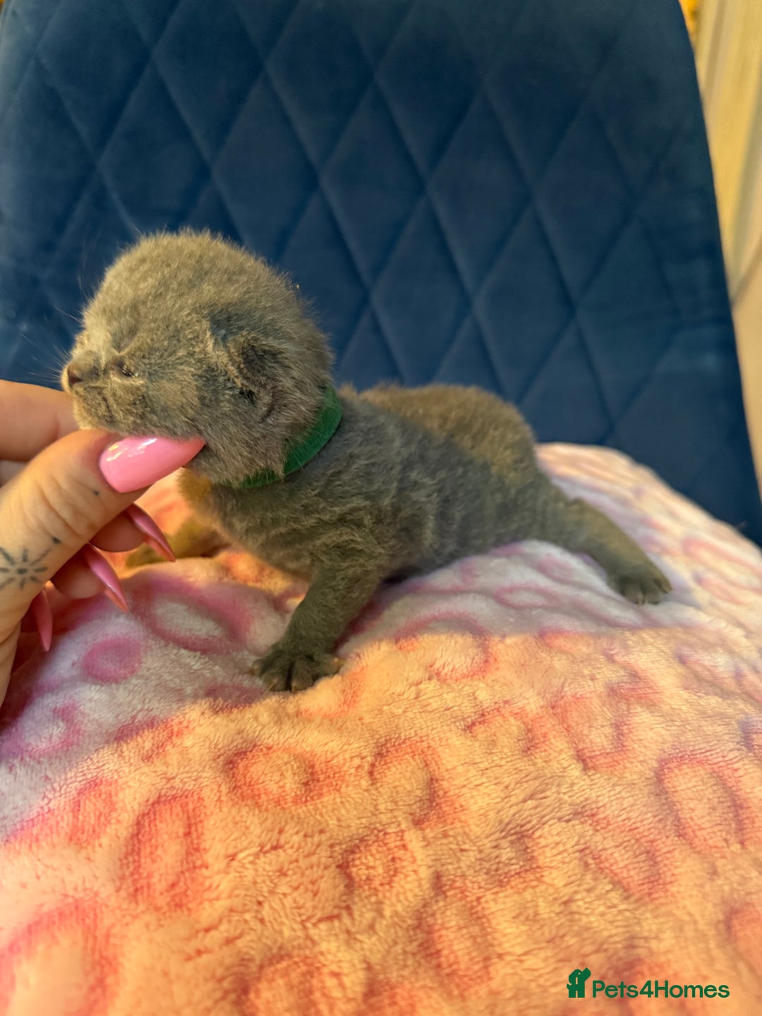 British Shorthair cats for sale: Pure British Shorthair Champion line 🥇🏆😻  - Image 10