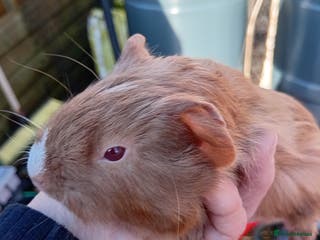 Guinea Pig rodents Baby guinea pigs - Advert 22