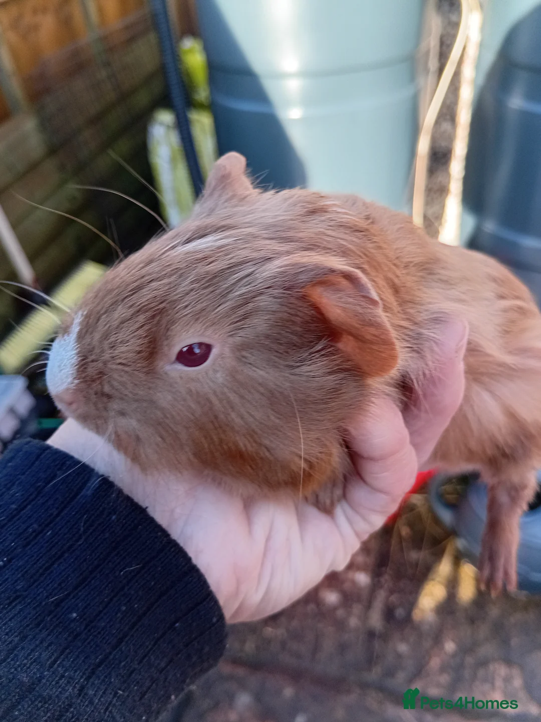 Guinea Pig rodents for sale: Baby guinea pigs  - Advert 1