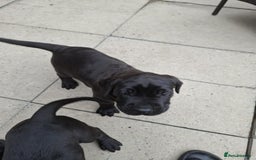 Mixed Breed dogs for sale: 3 beautiful boys for sale  - Image 33