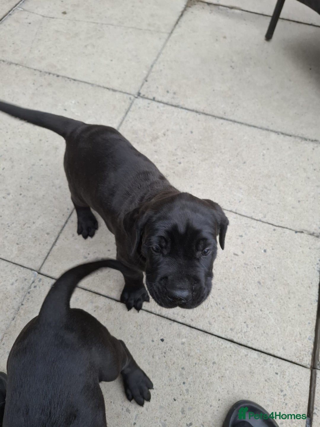 Mixed Breed dogs for sale: 3 beautiful boys for sale  - Image 33