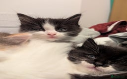 Maine Coon cats for sale: Maine Coon x Ragdoll kittens - Advert 7