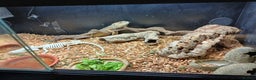 Bearded Dragon reptiles for sale: Bearded dragon and viv - Advert 3