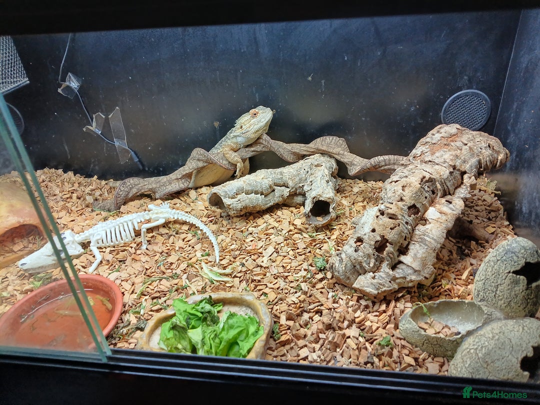 Bearded Dragon reptiles for sale: Bearded dragon and viv - Advert 3