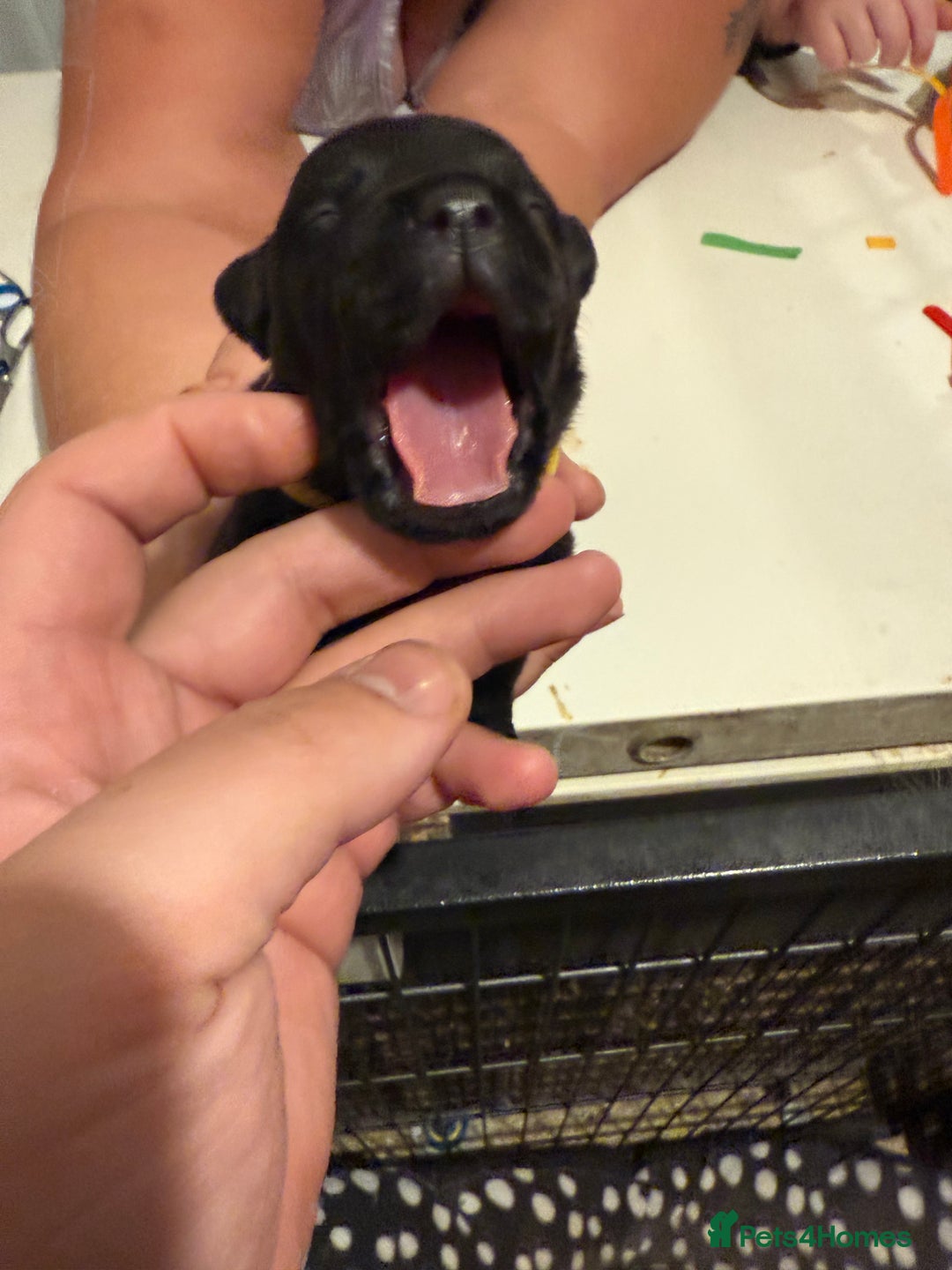 Staffordshire Bull Terrier dogs for sale: Staffordshire Bull Terrier Puppies for Sale - Advert 5