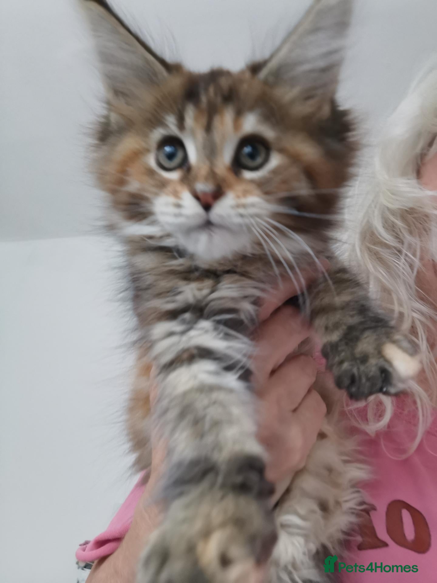 Maine Coon cats Full pedigree Maine coons available  - Advert 1