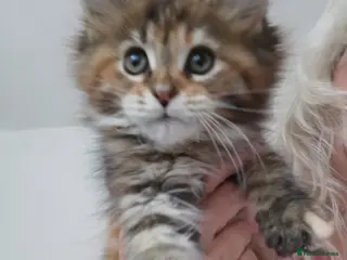 Maine Coon cats Full pedigree Maine coons available - Advert 1