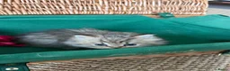 British Longhair cats for sale: Adorable British Shorthair Teddy Kittens - Advert 16