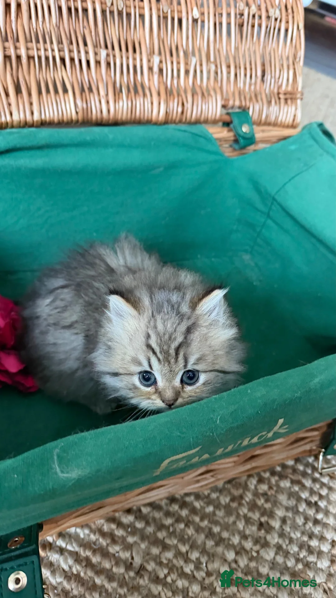British Longhair cats for sale: Adorable British Shorthair Teddy Kittens - Advert 16